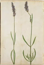 Lavandula officinalis (lawenda staroangielska), ok. 1568 r.